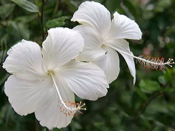 Hibiscus (White ) - Plant